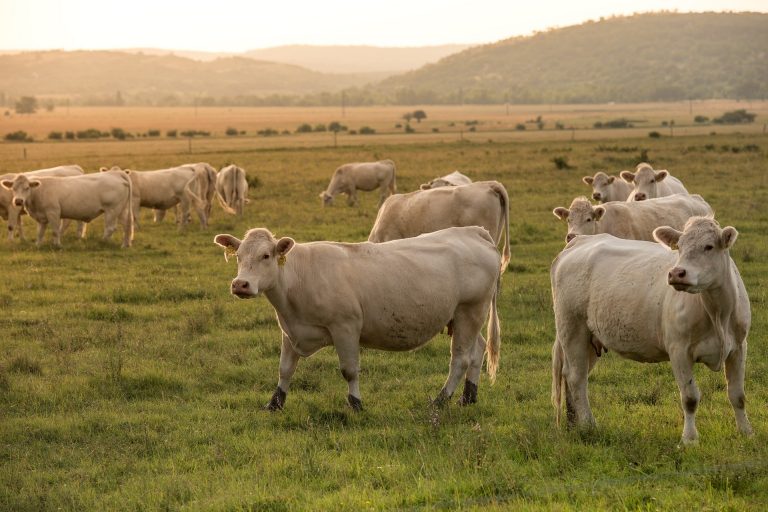 Lire la suite à propos de l’article La clef des vaches