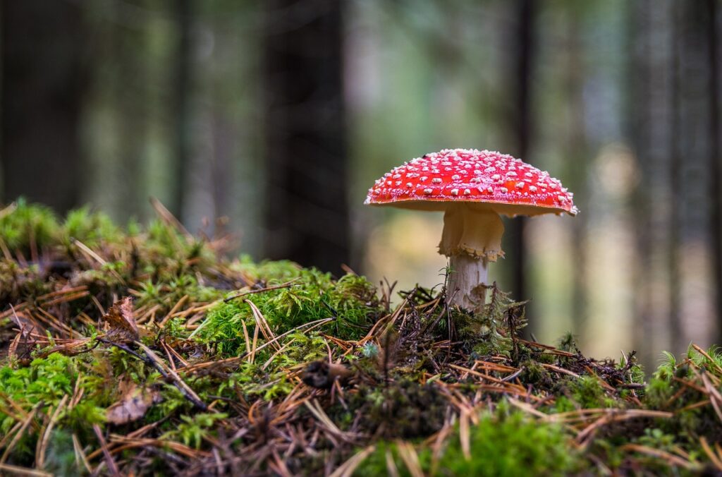 Un champignon rouge sur un sol forestier